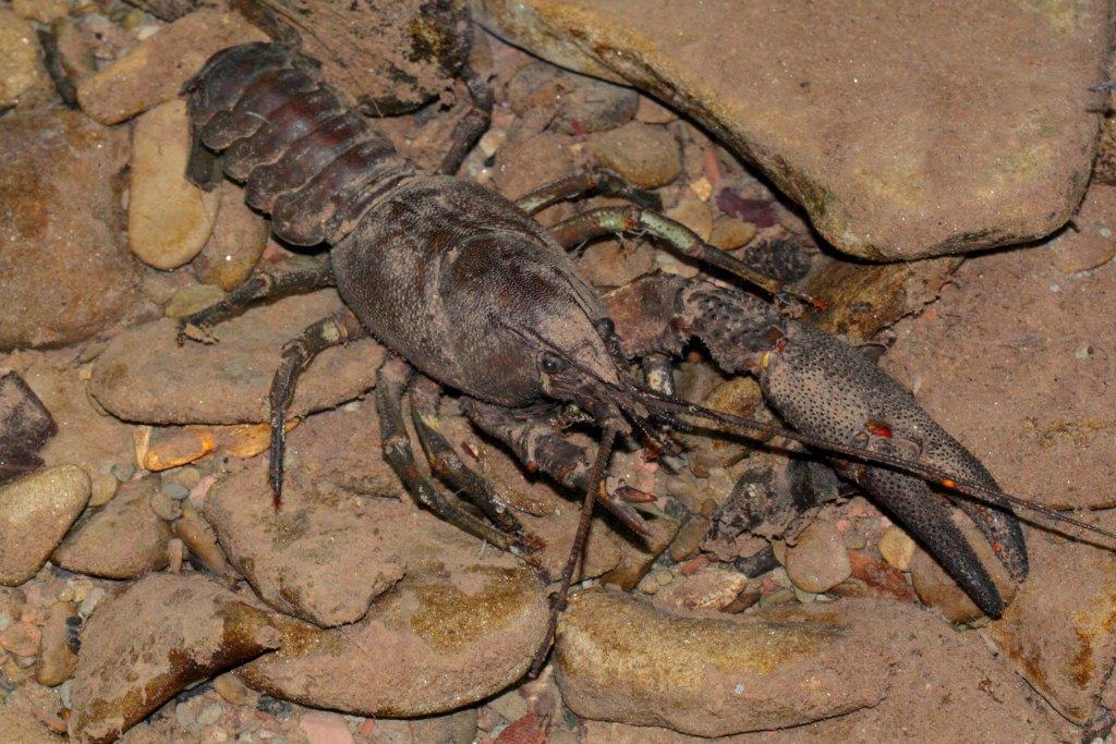 Finalmente larve di salamandra...e...?